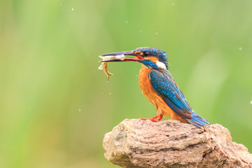 A Guide to Choosing the Best Binoculars for Birdwatching and Beyond